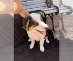 Small #5 Australian Shepherd