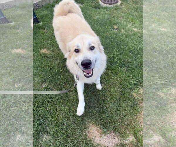 Medium Photo #2 Great Pyrenees-Unknown Mix Puppy For Sale in pomfret, CT, USA