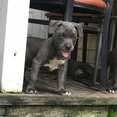 American Pit Bull Terrier Puppy for sale in LAKE HELEN, FL, USA