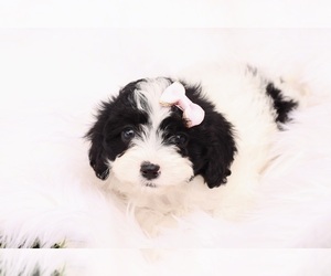 Cavapoo Puppy for sale in WEST SALEM, OH, USA