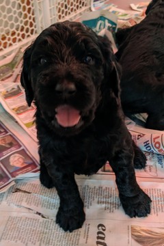 Medium Photo #8 Goldendoodle Puppy For Sale in ROSCOE, IL, USA