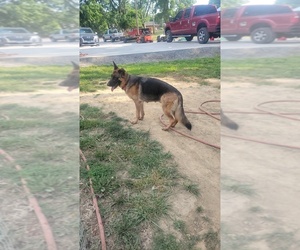German Shepherd Dog Dogs for adoption in BENTON, IL, USA