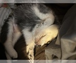 Small #4 Alaskan Klee Kai-Shiba Inu Mix