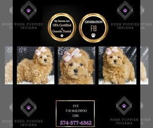 Maltipoo Puppy for sale in WARSAW, IN, USA