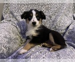 Small Photo #1 Miniature Australian Shepherd Puppy For Sale in COLUMBUS, NC, USA