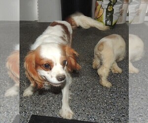 Father of the Cavalier King Charles Spaniel puppies born on 03/13/2023