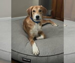 Small #2 Doberman Pinscher-Great Pyrenees Mix