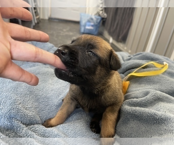 Medium Photo #214 Belgian Malinois Puppy For Sale in REESEVILLE, WI, USA