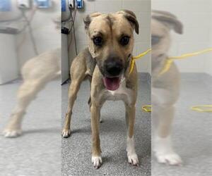 German Shepherd Dog-Unknown Mix Dogs for adoption in Pasadena, TX, USA