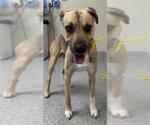 Small German Shepherd Dog Mix