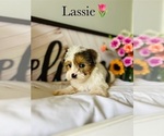 Small Photo #9 Yorkshire Terrier Puppy For Sale in MURFREESBORO, TN, USA