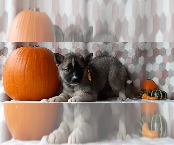 Medium Photo #3 Keeshond-Siberian Husky Mix Puppy For Sale in LANCASTER, PA, USA