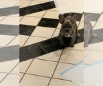 Small Photo #3 French Bulldog Puppy For Sale in SOUTH HOLLAND, IL, USA