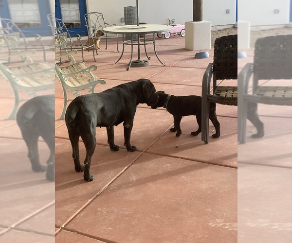 Medium Photo #67 Boerboel Puppy For Sale in LAS CRUCES, NM, USA