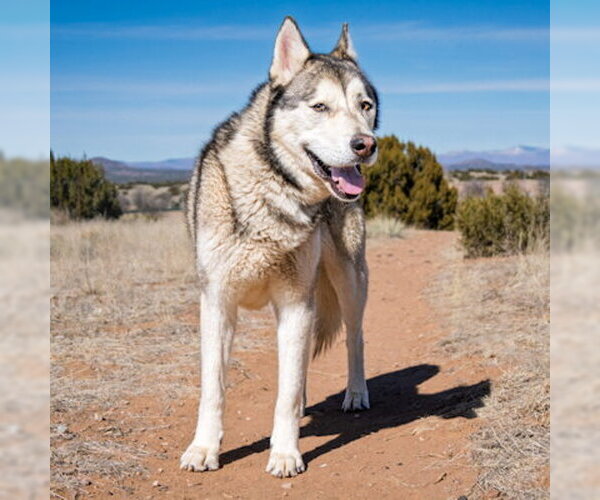Medium Photo #2 Siberian Husky Puppy For Sale in Omaha, NE, USA