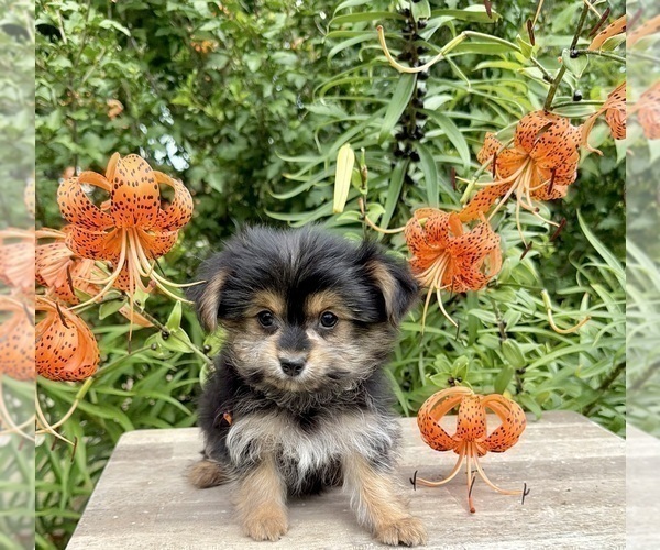 Medium Photo #5 Morkie Puppy For Sale in CASSVILLE, MO, USA