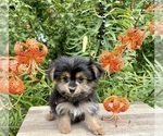 Small #4 Morkie
