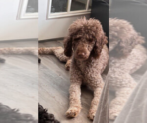 Mother of the Portuguese Water Dog puppies born on 04/20/2025