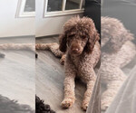 Small Photo #1 Portuguese Water Dog Puppy For Sale in POWDER SPRINGS, GA, USA