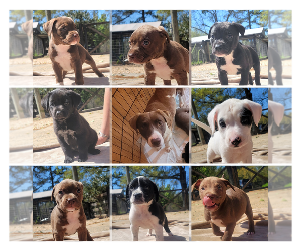 Medium Photo #12 Pointer-Unknown Mix Puppy For Sale in Woodbury, NY, USA