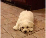 Small Photo #4 Bichon Frise Puppy For Sale in ATL, GA, USA