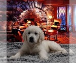 Small Photo #1 Golden Retriever Puppy For Sale in BARK RIVER, MI, USA