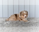 Small #1 Miniature Australian Shepherd