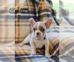 Puppy Chip French Bulldog
