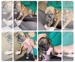 Small Photo #9 Boxer Puppy For Sale in HASLETT, MI, USA