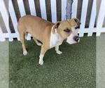 Small American Pit Bull Terrier Mix