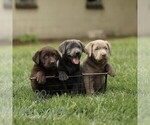 Small #1 Labrador Retriever
