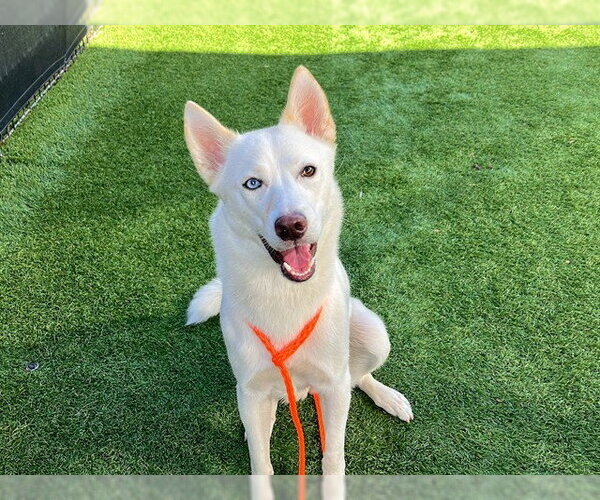 Medium Photo #1 Siberian Husky Puppy For Sale in Orange, CA, USA