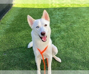Siberian Husky Dogs for adoption in Orange, CA, USA
