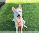 KAIRI - Female Siberian Husky Dog for Adoption - Small photo