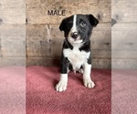 Small #2 Border Collie