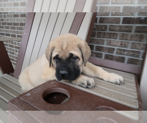 Mastiff Puppy for sale in CHICAGO, IL, USA