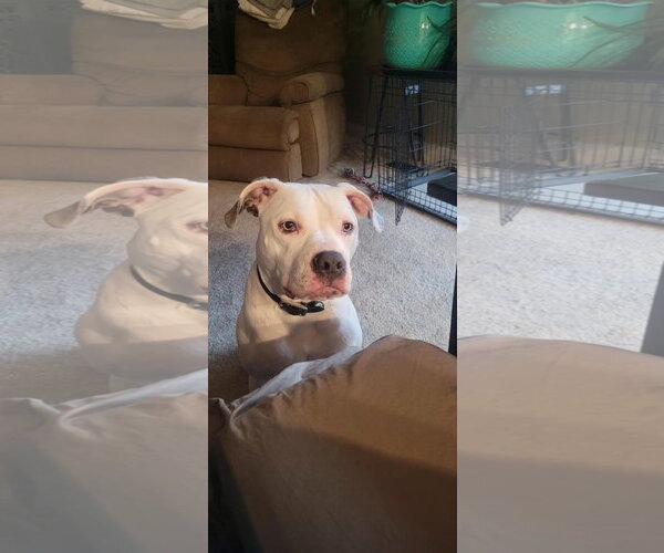 Medium Photo #32 American Pit Bull Terrier-Unknown Mix Puppy For Sale in Germantown, OH, USA