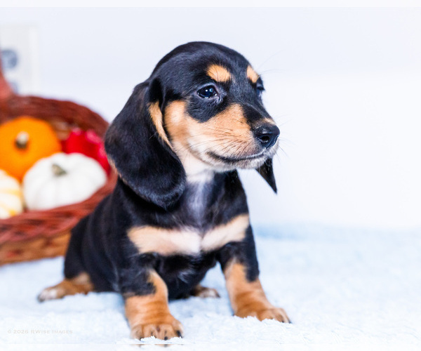 Medium Photo #6 Dachshund Puppy For Sale in WAKARUSA, IN, USA