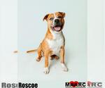 Small #4 American Staffordshire Terrier Mix