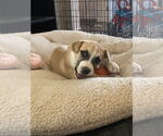 Small #5 American Pit Bull Terrier-Golden Retriever Mix