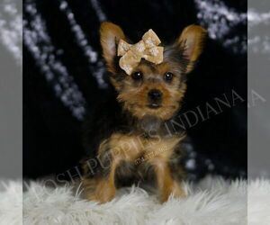 Yorkshire Terrier Puppy for sale in WARSAW, IN, USA