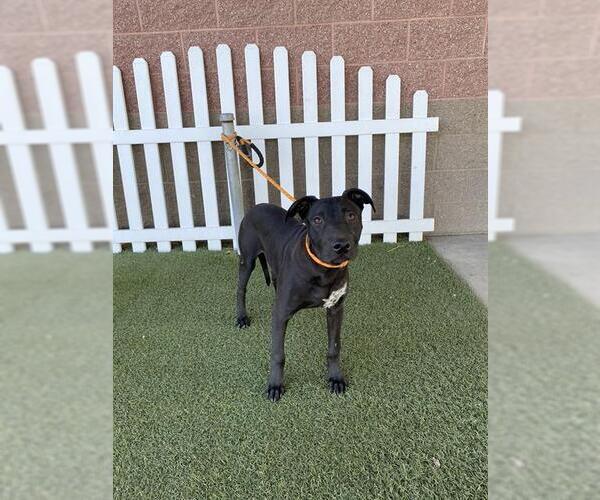 Medium Photo #1 Labrador Retriever-Unknown Mix Puppy For Sale in Modesto, CA, USA