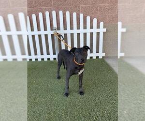 Medium Labrador Retriever Mix