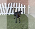Small Labrador Retriever Mix
