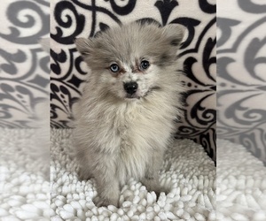 Mutt Puppy for sale in MARTINSVILLE, IN, USA