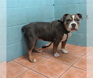 Bulldog Dogs for adoption in Downey, CA, USA