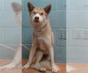 Siberian Husky Dogs for adoption in Downey, CA, USA