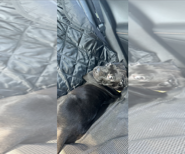 Medium Photo #26 Cane Corso Puppy For Sale in ANDERSON, IN, USA