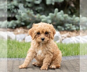 Cavapoo Puppy for Sale in HONEY BROOK, Pennsylvania USA