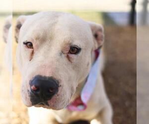 American Staffordshire Terrier-Unknown Mix Dogs for adoption in San Antonio, TX, USA